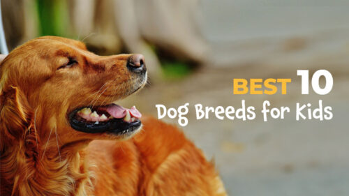 10 Best Dog Breeds for Kids for Domestic Cuteness